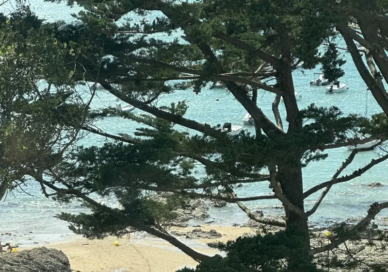 Le Nessay — pin maritime au-dessus de la grève